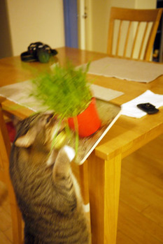 Tora_eats_cat_grass_080710-03.jpg
